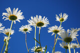 White chamomile flowers close-up against a blue sky. Bottom view.