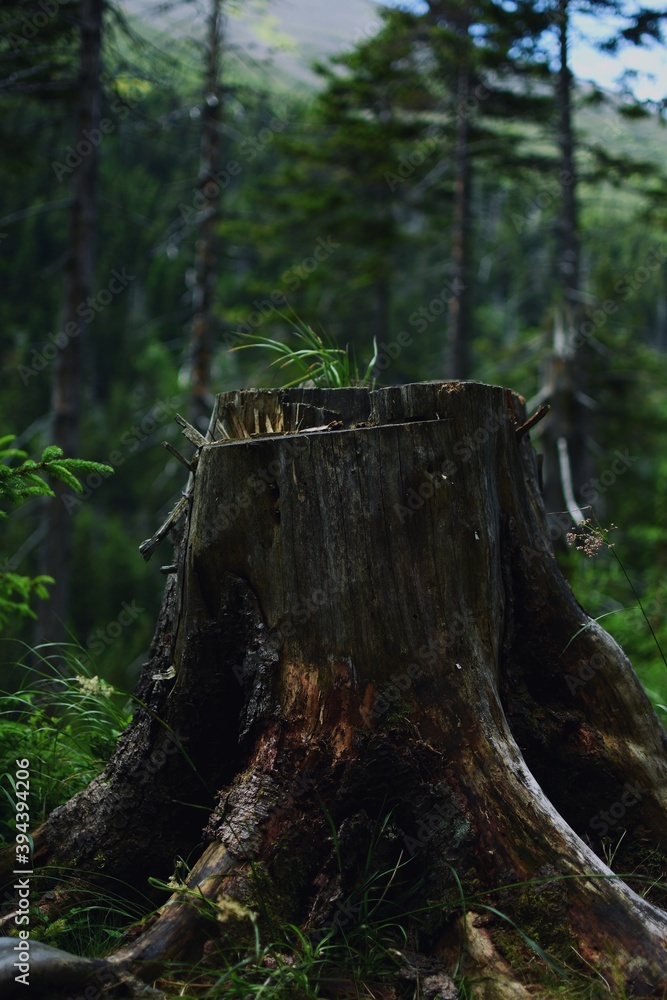 stump in the forest stump in the forest