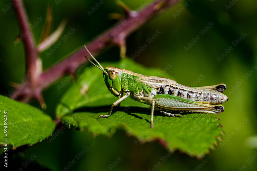Gemeiner Grashüpfer (Chorthippus parallelus) Weibchen Gemeiner Grashüpfer (Chorthippus parallelus) Weibchen