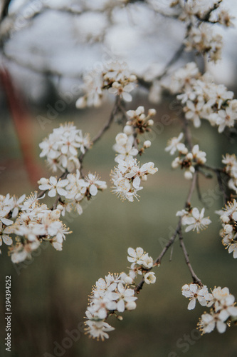blooming tree © indars18