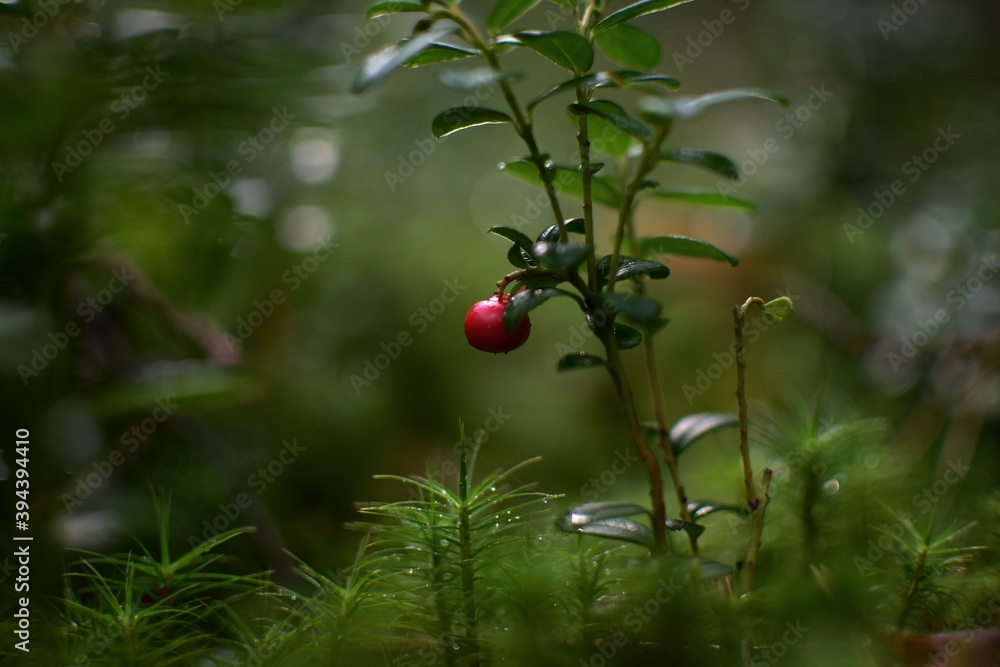 red berries in the forest