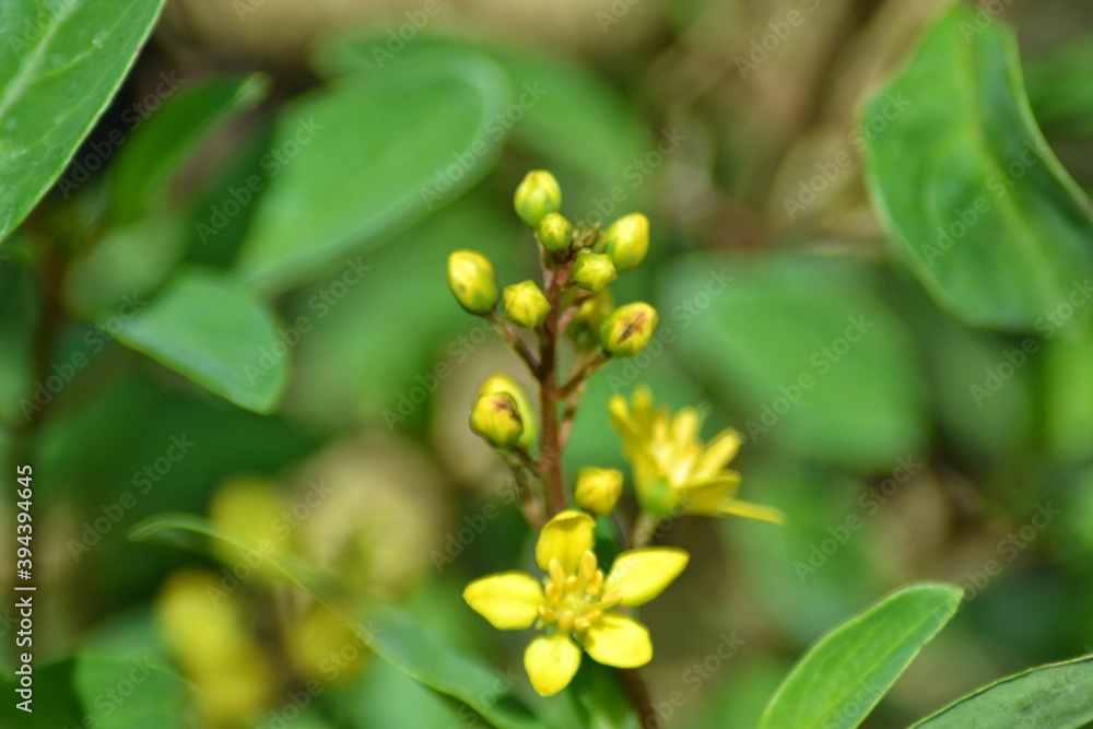 various small flowers are planted, with a bokeh background various small flowers are planted, with a bokeh background