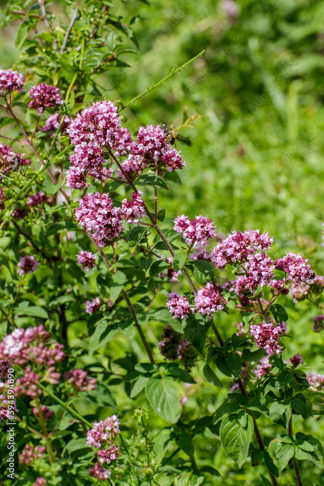 Obraz premium Gemeiner Dost (Origanum vulgare)