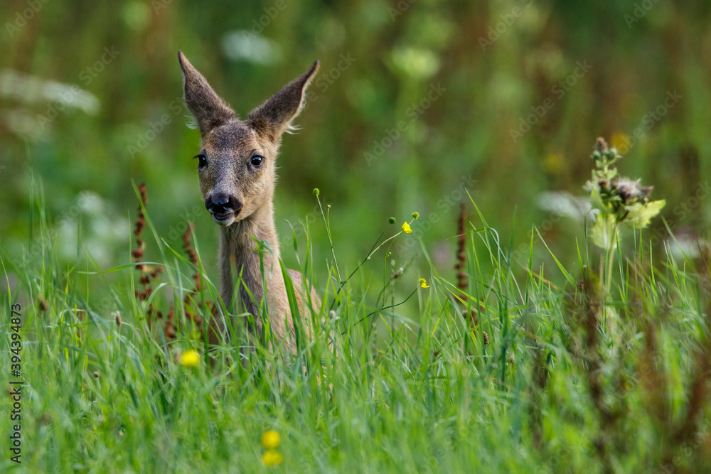 Rehkitz (Capreolus capreolus)