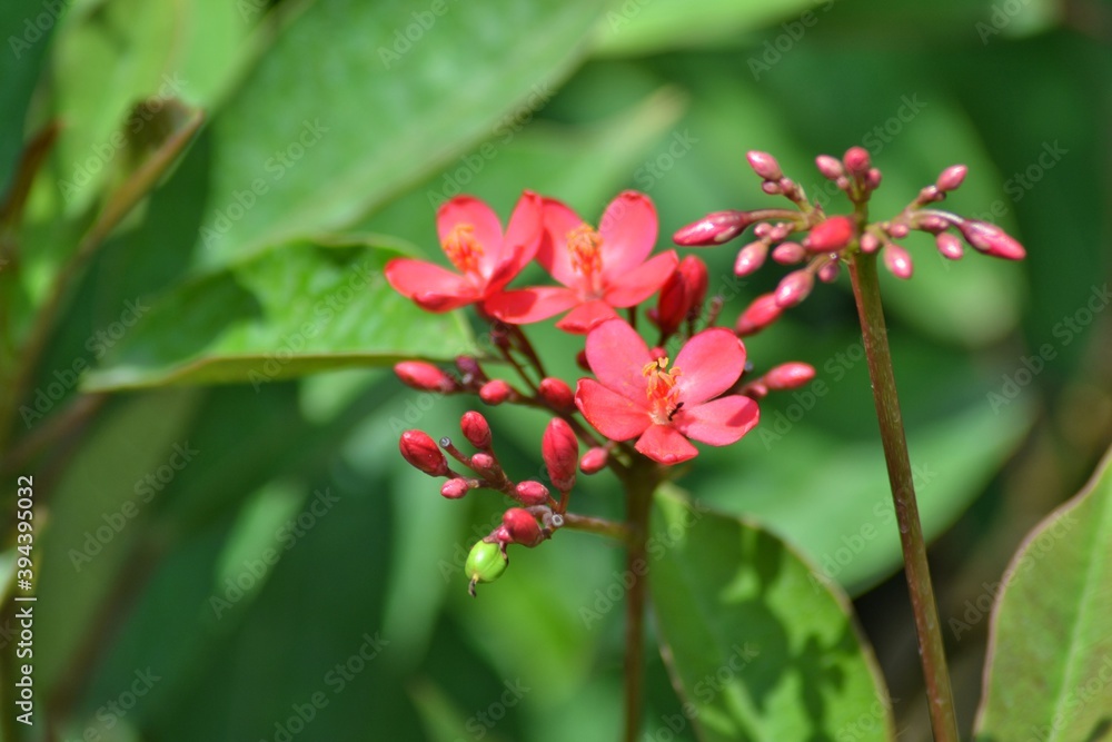 various small flowers are planted, with a bokeh background various small flowers are planted, with a bokeh background