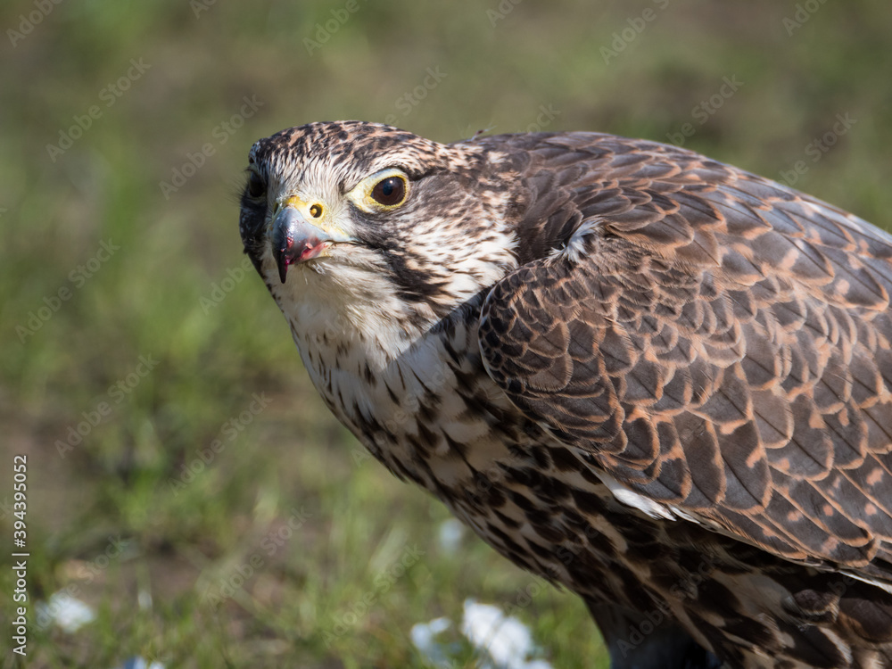 Lanner falcon sits against a green background