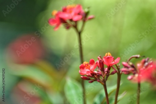 various small flowers are planted  with a bokeh background