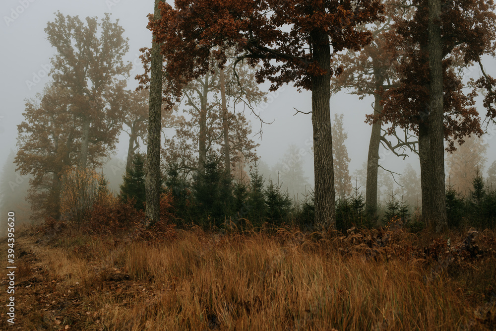 Foggy forest. Fairy tale spooky looking woods in a misty day. Foggy forest. Fairy tale spooky looking woods in a misty day.