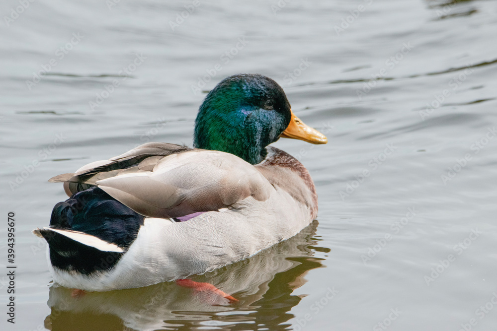 Fototapeta premium duck on the water