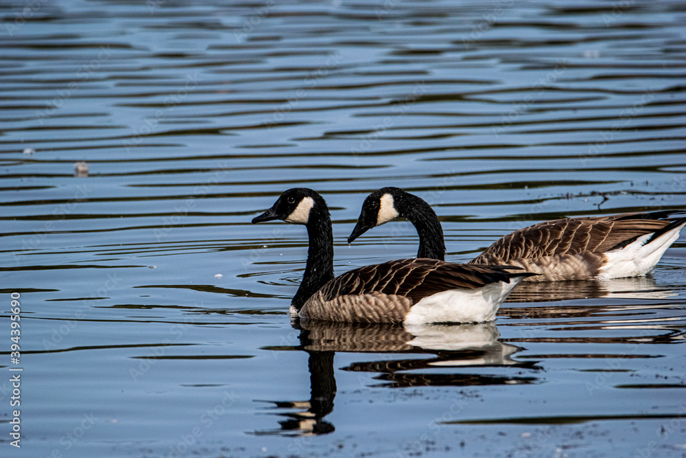 country goose branta canadensis country goose branta canadensis