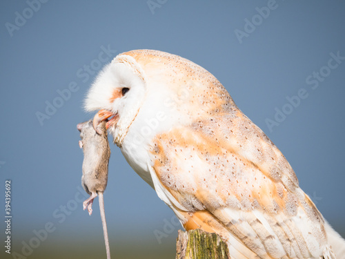 Quadro su tela Close up of a barn owl with a mouse