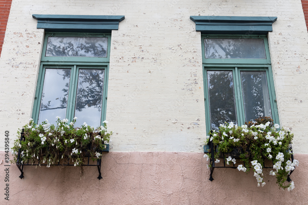 Pair of Windows with Window Sill Flower Boxes and White Flowers on an Old White Building