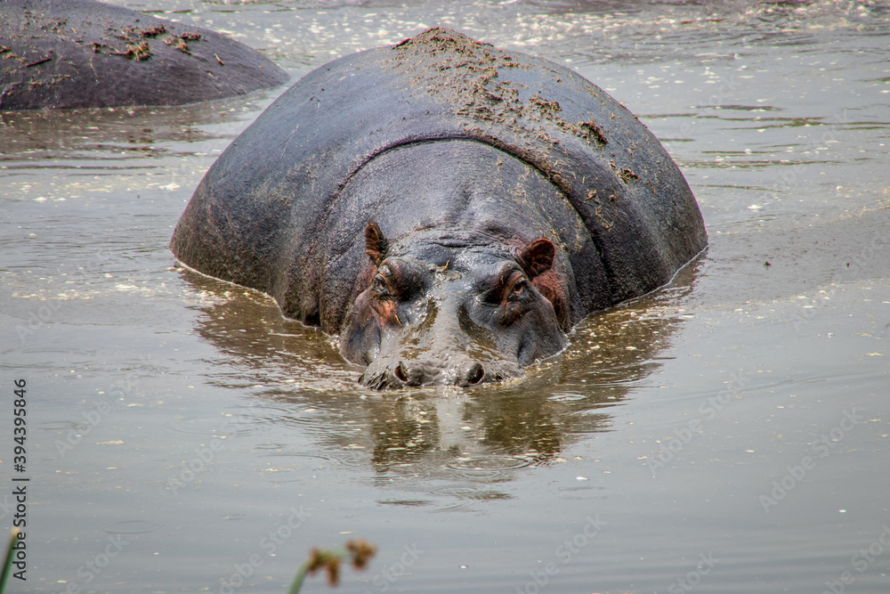 Fototapeta premium hippopotamus in water