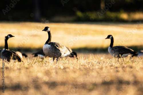 country goose and geese © charlie
