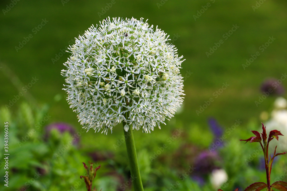 A white Allium flower in full bloom in a garden setting. The Allium's large globe shaped head made up of tight clusters of spiky flowers the Allium it provides a spectacular firework like display.
