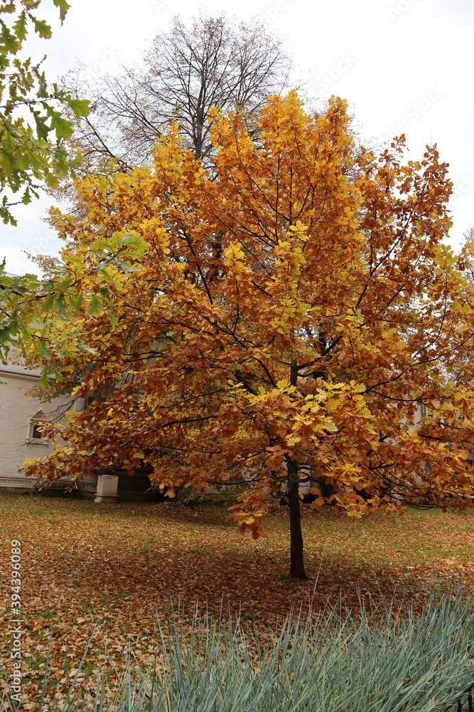 Autumn landscape, leaf fall, yellow trees, yellow leaves on a tree, yellow leaves on the ground, autumn in the Park, season, walking on the road Autumn landscape, leaf fall, yellow trees, yellow leaves on a tree, yellow leaves on the ground, autumn in the Park, season, walking on the road