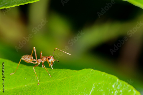 Close up red ant on fresh leaf in nature at thailand © pumppump