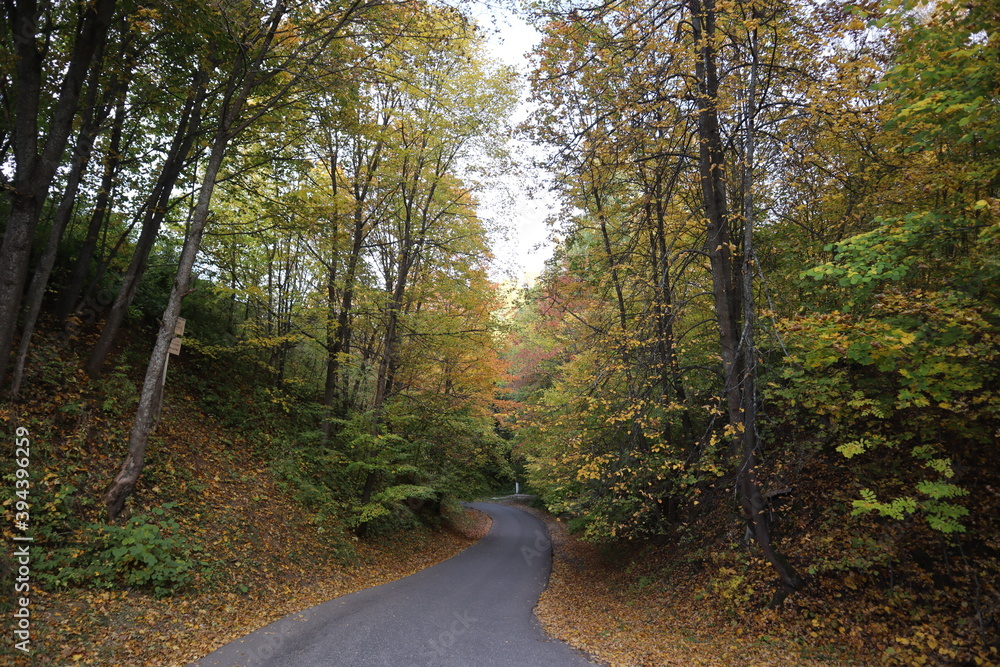 Autumn landscape, leaf fall, yellow trees, yellow leaves on a tree, yellow leaves on the ground, autumn in the Park, season, walking on the road Autumn landscape, leaf fall, yellow trees, yellow leaves on a tree, yellow leaves on the ground, autumn in the Park, season, walking on the road
