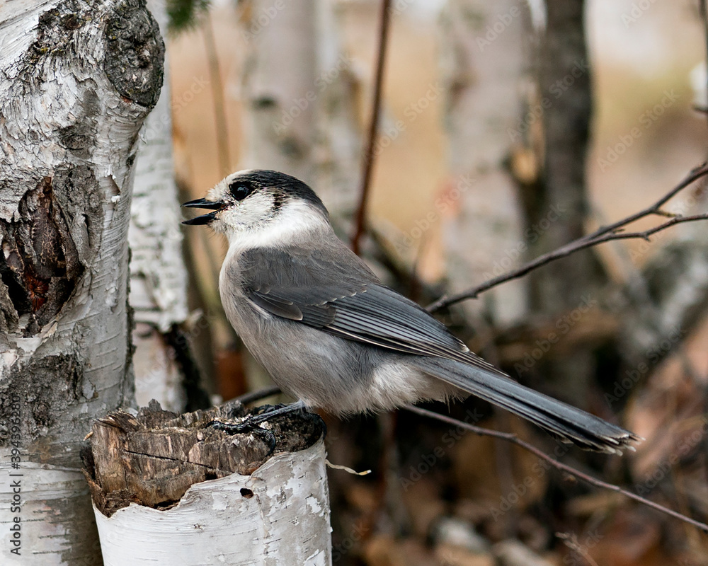 Gray Jay photo stock. Grey Jay close-up profile view on a birch tree trunk with a blur background in its environment and habitat, displaying open beak, grey feather plumage wings and tail. Image. Gray Jay photo stock. Grey Jay close-up profile view on a birch tree trunk with a blur background in its environment and habitat, displaying open beak, grey feather plumage wings and tail. Image.
