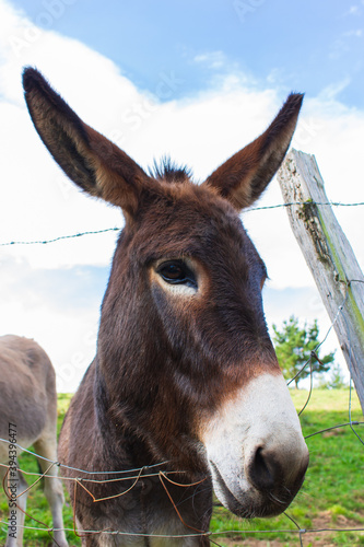 Brown donkey behind wire fence. Curious fluffy donkey looking at camera. Rural scene. Domestic animals. Livestock concept. Cute donkey portrait. Countryside concept. Adorable mule on farm.