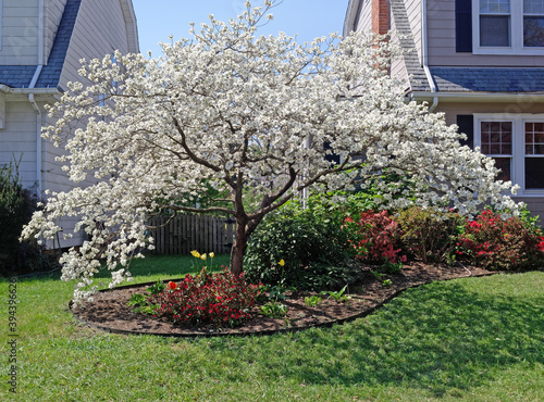 Spring blooming white dogwood tree.