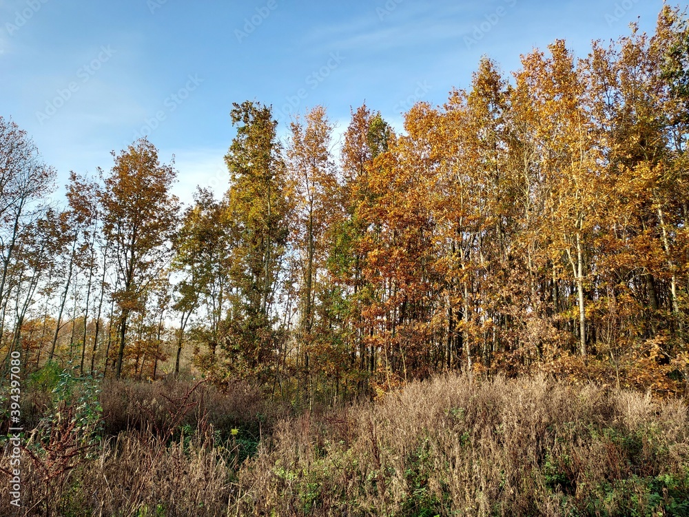 Indian summer forest