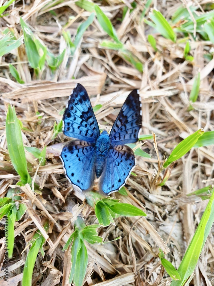Papillon bleu jungle amazonienne Sud Pérou Papillon bleu jungle amazonienne Sud Pérou