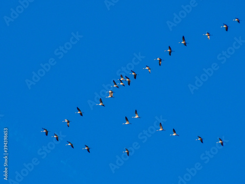flock of Cranes