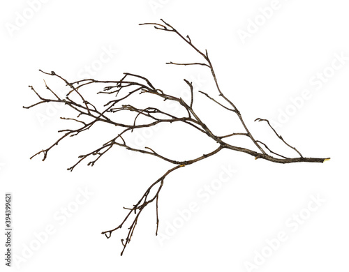 Dry twig isolated on white