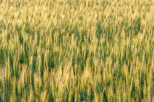 Wheat fields. Juicy fresh ears of young green wheat on nature in a summer field close up macro. Beautiful Nature Sunset Landscape. Rural landscapes in shining sunlight. 