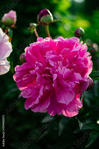 pink peony flower