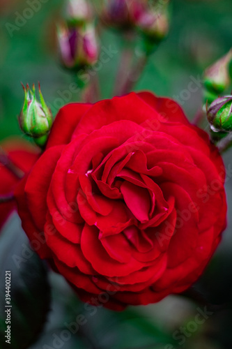beautiful red rose