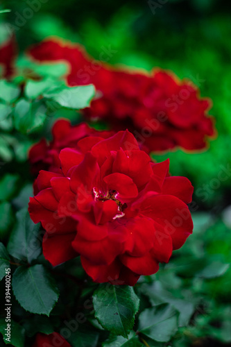 red flower