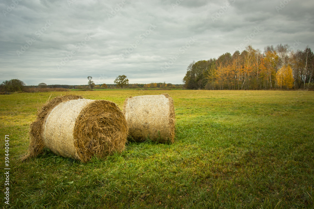Two hay bales in the meadow and autumn trees