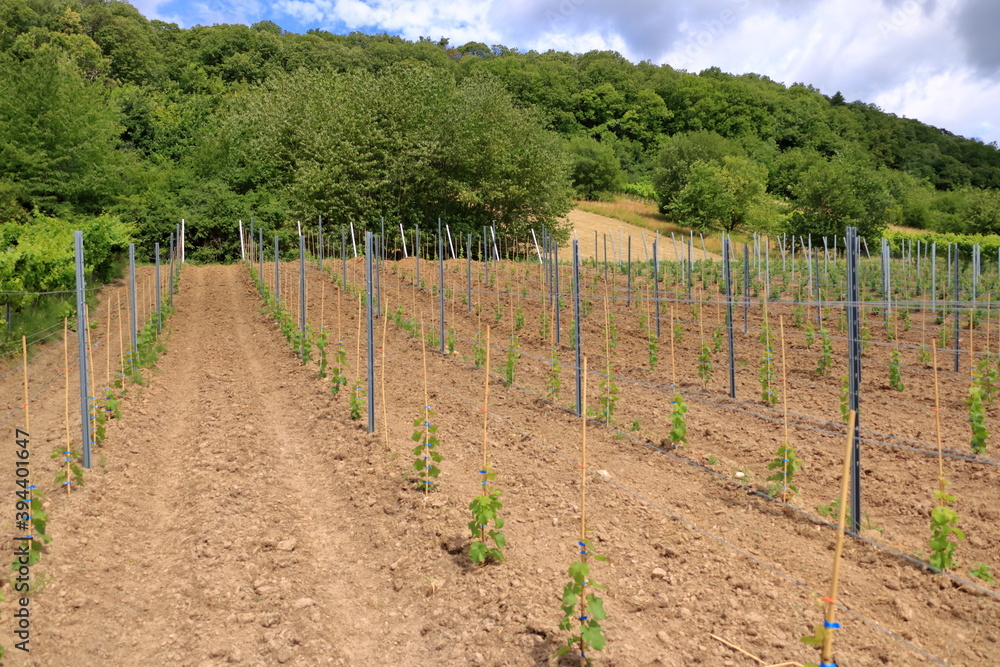 Young plantation of a well-groomed vineyard at the beginning of flowering. Rows of young vineyards on a spring day