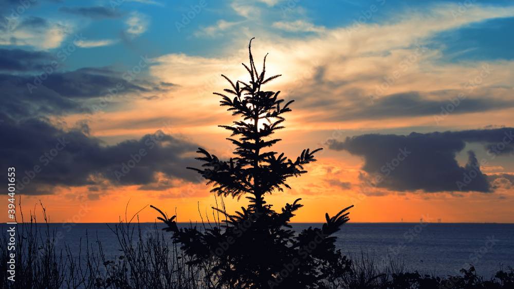 fir tree on the coastline