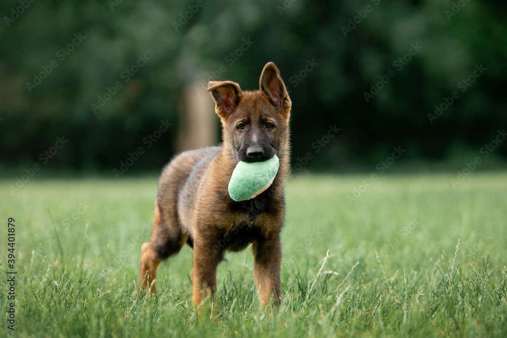 Beautiful German Shepherd puppies running in a green field Beautiful German Shepherd puppies running in a green field