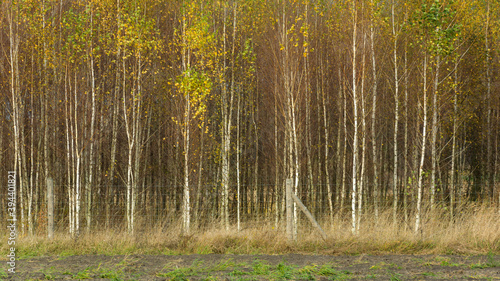 Young dense birch forest behind a wire fence