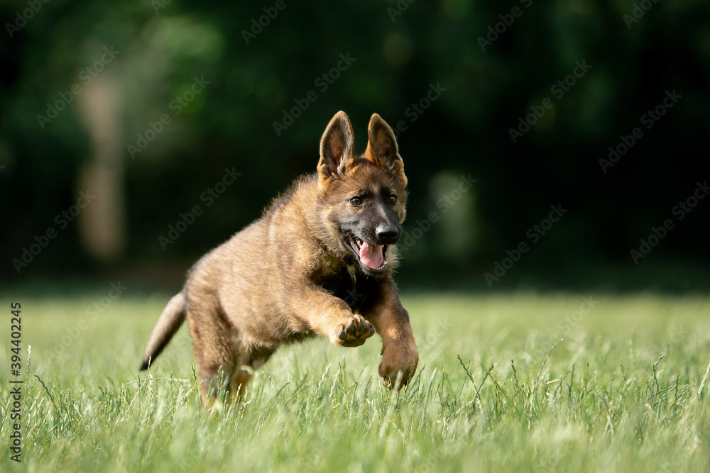 Beautiful German Shepherd puppies running in a green field Beautiful German Shepherd puppies running in a green field