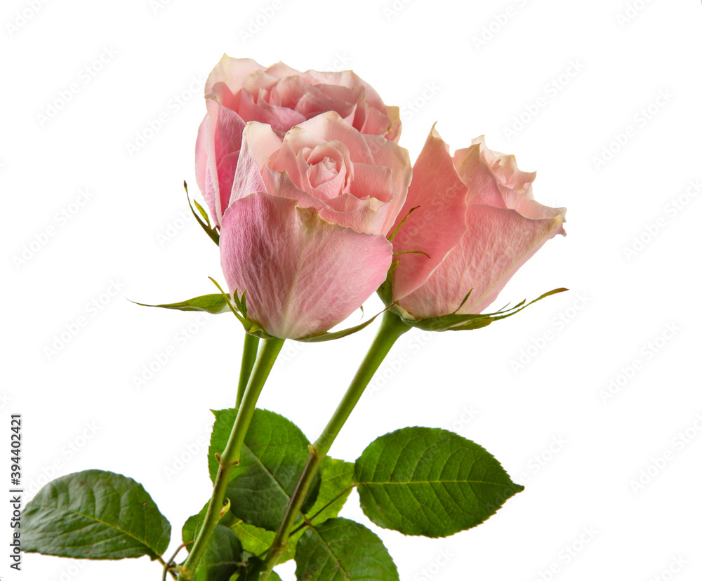 pink rose flower on white background pink rose flower on white background