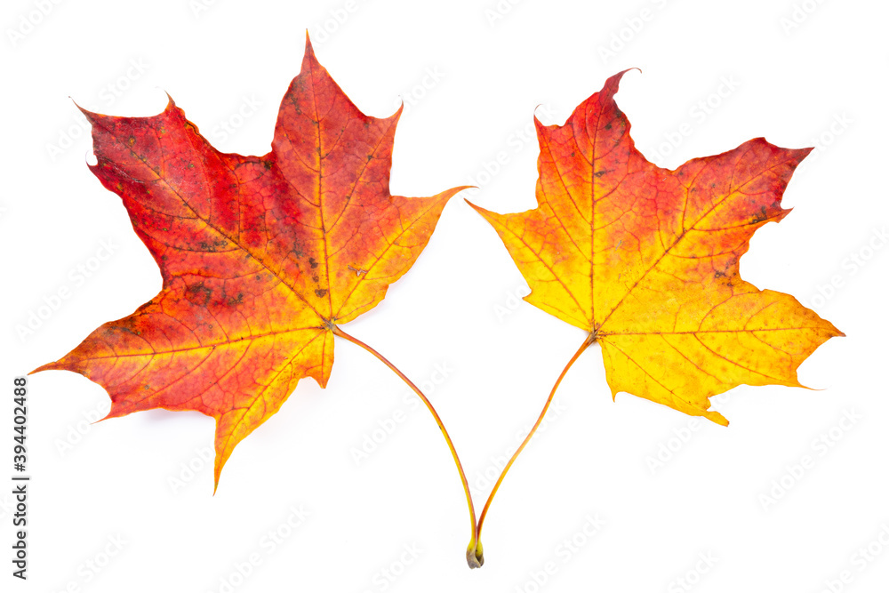 Fototapeta premium autumn red maple leaf isolated white background
