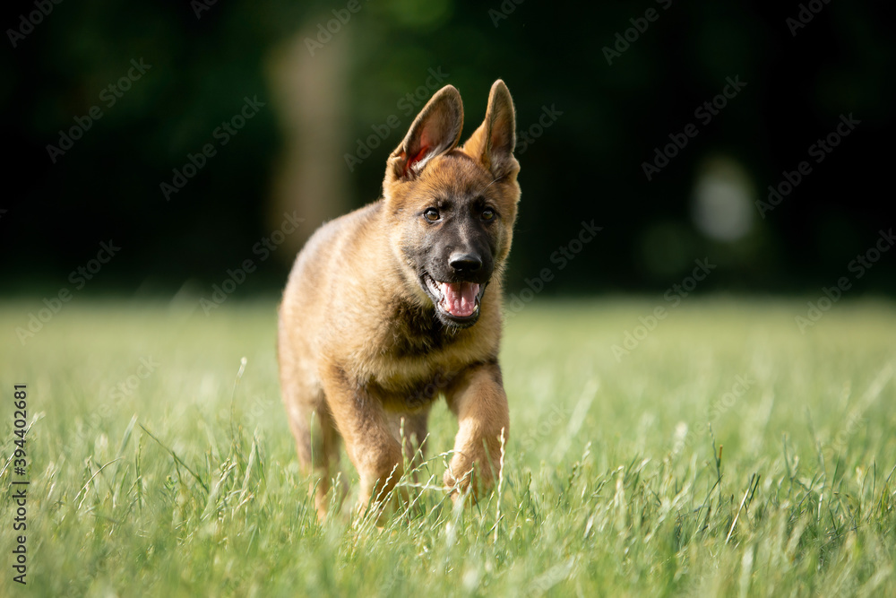 Beautiful German Shepherd puppies running in a green field