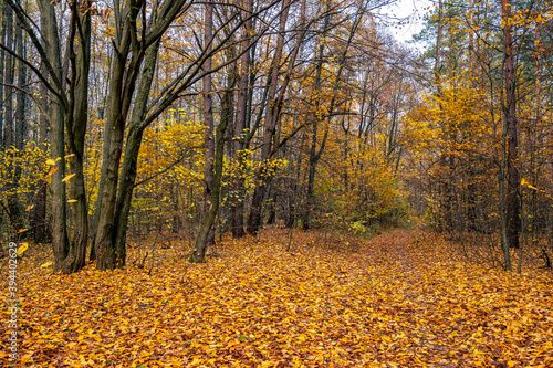 beautiful autumn trees in the forest