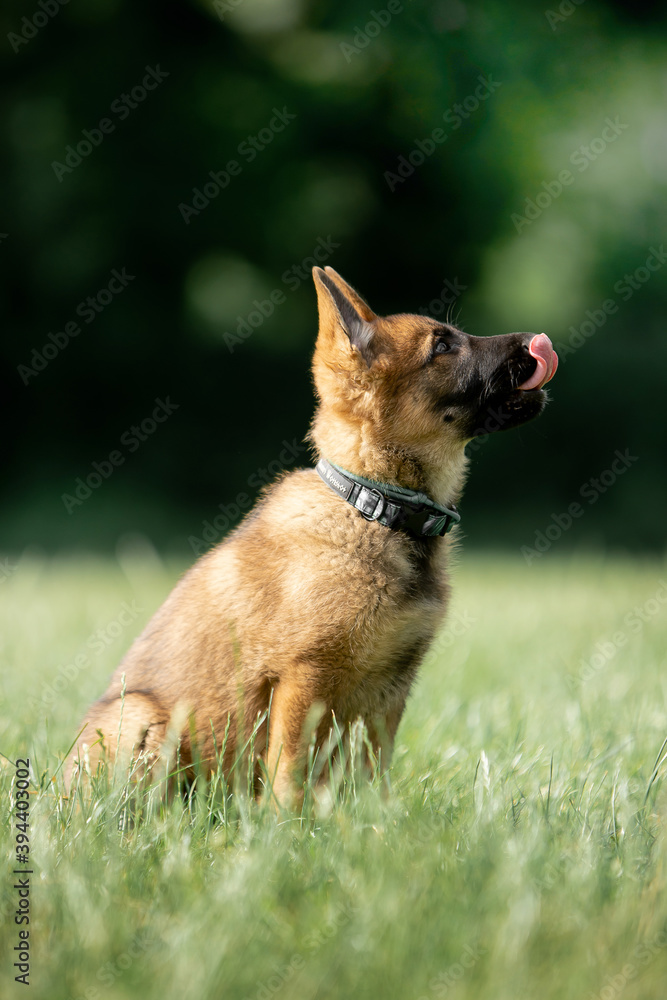 Beautiful German Shepherd puppies running in a green field Beautiful German Shepherd puppies running in a green field