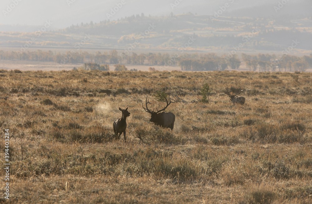 Naklejka premium Bull and Cow Elk During the Rut in Wyoming in Autumn