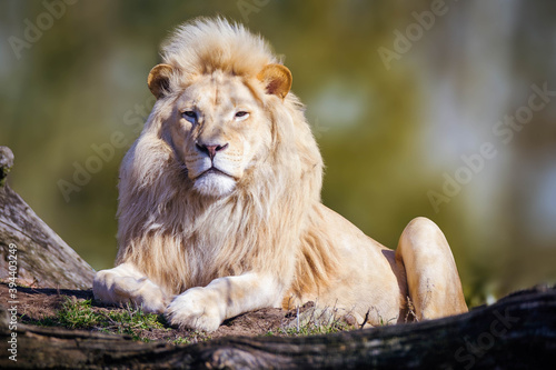 Foto white lion sitting on Jungle at Masai mara kenya.