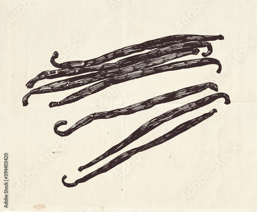 Vanilla pods, vintage graphic illustration