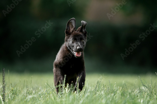 Beautiful German Shepherd puppies running in a green field © Мария Старосельцева