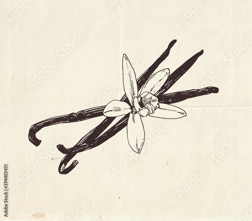 Vanilla pods with vanilla flower, vintage graphic illustration