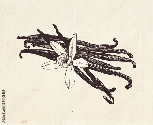 Vanilla pods with vanilla flower, vintage graphic illustration